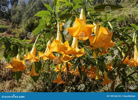 Plante jaune aux fleurs en forme de trompette