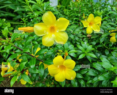 Allamanda cathartica fleurs et feuilles