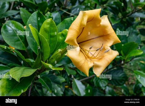 Solandra maxima fleur