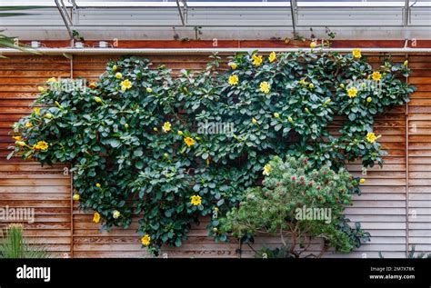 Comparaison Allamanda et Solandra