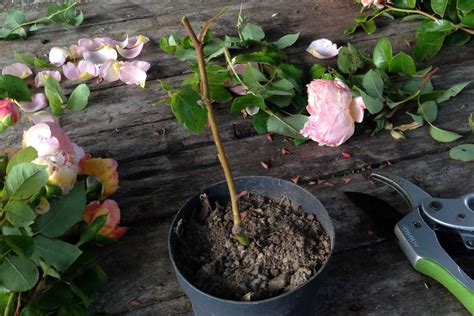 Photo d'un rosier ancien dans un jardin