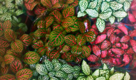 Illustration d'un Fittonia aux feuilles colorées