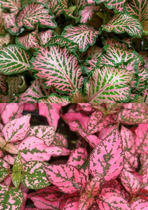 Comparaison entre Fittonia et Hypoestes