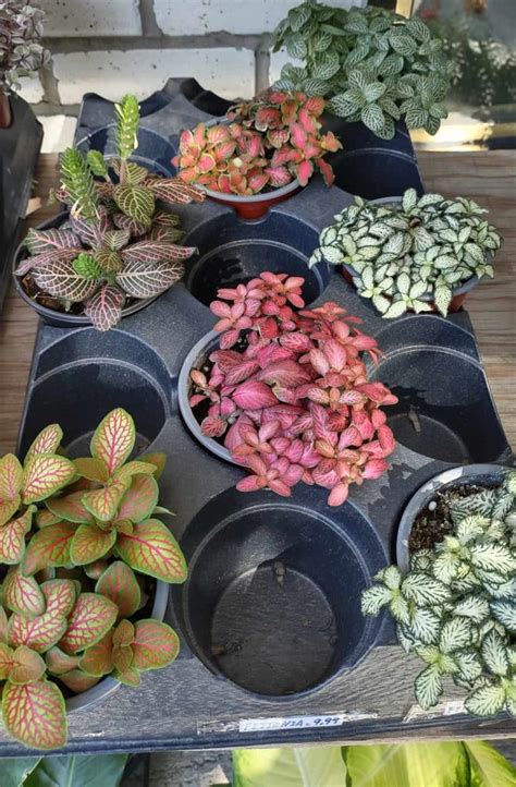 Comparaison de cultivars de Fittonia : anciens et nouveaux