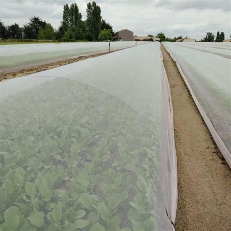 Voile de protection anti-insectes sur les choux