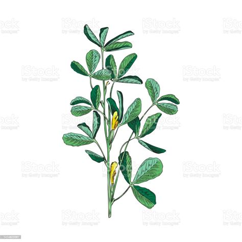 Illustration de plantes de fenugrec avec leurs feuilles trifoliées et leurs gousses en forme de faucille