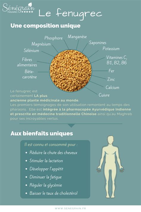 Infographie illustrant les étapes de semis et les espacements recommandés pour le fenugrec
