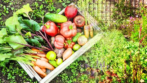 Produits du potager