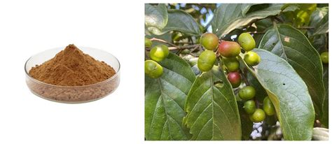 Schéma des composés chimiques de l'écorce de Pygeum africanum