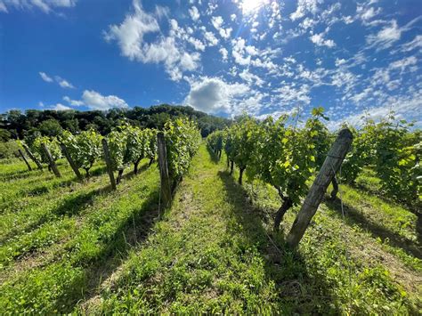 Vignobles d'Arbois