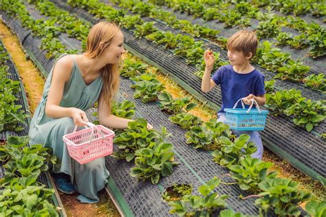 Famille en train de cueillir des fraises