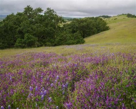 Champ de vesce en floraison dans une région agricole espagnole