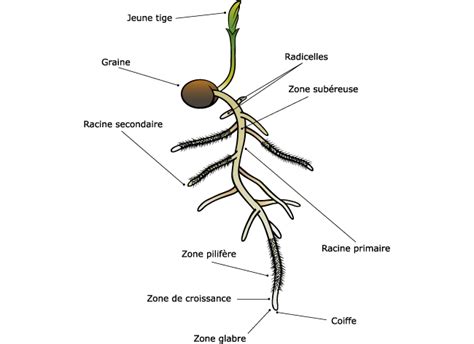 Comparatif de la structure racinaire de la vesce vs céréales conventionnelles