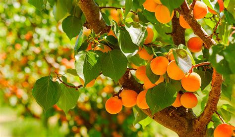 Arbuste fruitier avec fruits mûrs