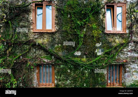 Mousse grimpante sur un mur ancien