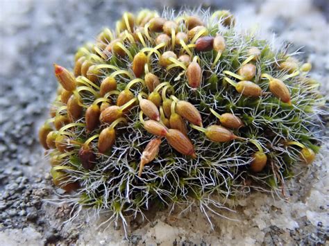 Feuilles de Grimmia pulvinata agrandies