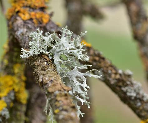 Lichen recouvrant des coussinets de mousse