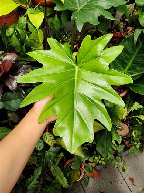 Philodendron grimpant avec de grandes feuilles