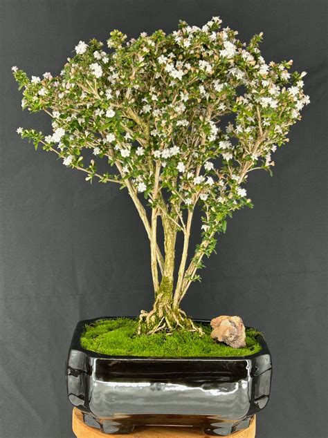 Bonsai Serissa Foetida en pleine floraison