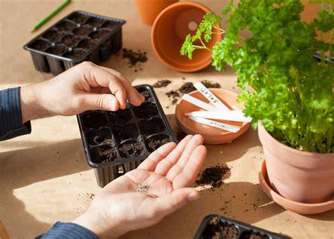 semis d'herbes aromatiques