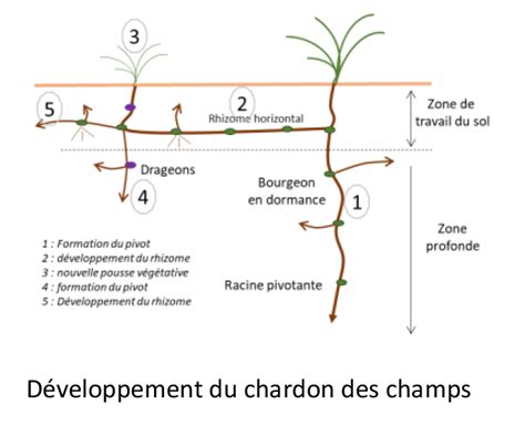 Diagramme illustrant la différence racinaire entre le chardon des champs et les autres plantes de prairie
