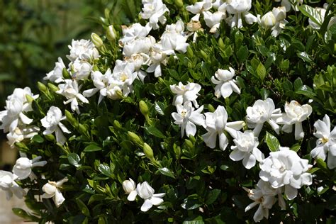 Un bonsaï Gardenia radicans en pleine floraison avec ses fleurs blanches caractéristiques
