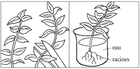 Schéma du bouturage racinaire de consoude