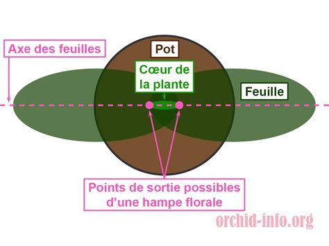 Détail d'une hampe florale de consoude pour le bouturage