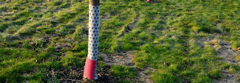 Image d'un tronc d'arbre fruitier protégé par une spirale anti-rongeurs