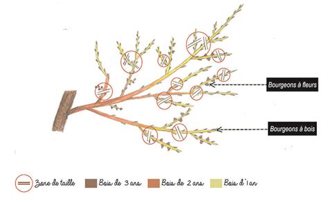 Schéma explicatif illustrant la coupe des branches mortes et l'éclaircissage du centre de l'arbuste