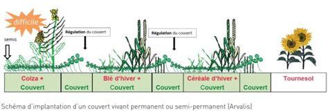 Schéma des différents stades de développement d'un couvert végétal en fonction de la date de semis