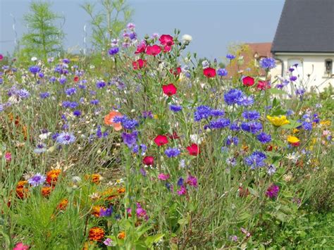 Jachère au potager