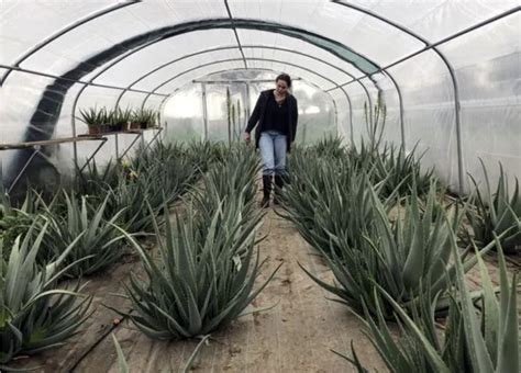 Champ d'Aloe Vera sous serre