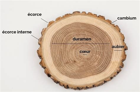 Schéma illustrant les différentes couches d'un tronc d'arbre : écorce, liber, cambium, aubier, bois de cœur