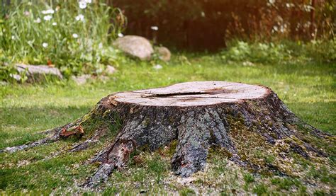 Photo comparative entre une souche coupée mécaniquement et une souche issue d'un chablis naturel