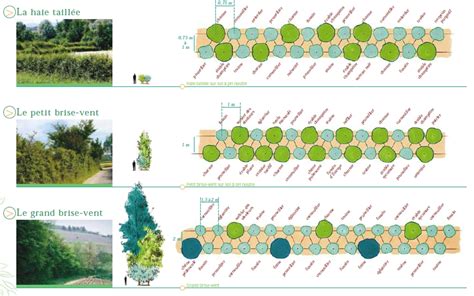 Exemple d'une haie brise-vent en permaculture