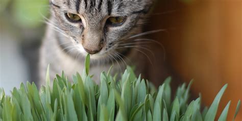 différence entre herbe à chat et gazon