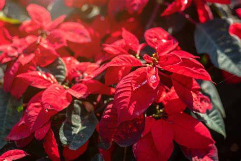Poinsettia