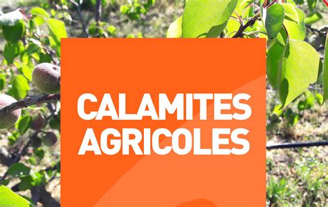 schéma de la procédure de reconnaissance des calamités agricoles