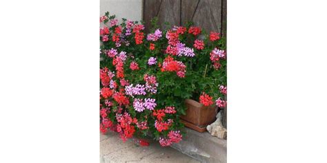 Composition florale avec géraniums lierres et autres plantes retombantes