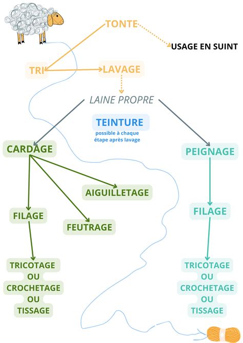 Schéma illustrant le cycle de croissance de la laine et les étapes de la tonte annuelle