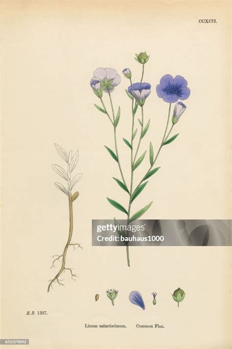 illustration botanique du Linum usitatissimum montrant la tige, les fleurs bleues et les capsules