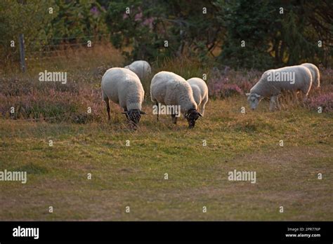 Moutons broutant paisiblement dans un parc urbain