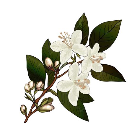 Illustration d'une fleur de jasmin blanc étoilée