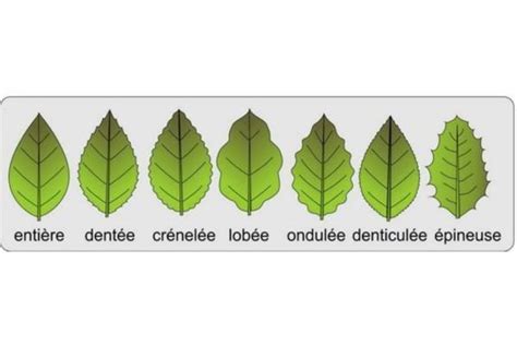 Schéma des différents types de feuilles de jasmin (simple et imparipennée)