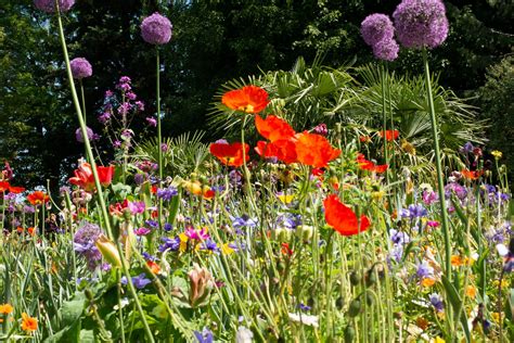 Plantes sauvages dans un jardin