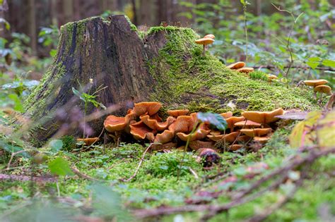 Forêt automnale près de Château-Thierry avec des champignons sur une souche