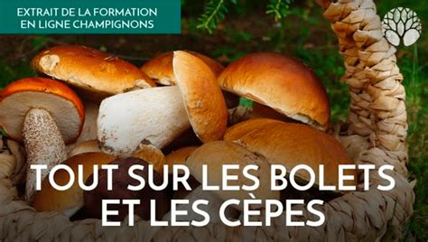 Infographie illustrant les différences entre le cèpe et les bolets