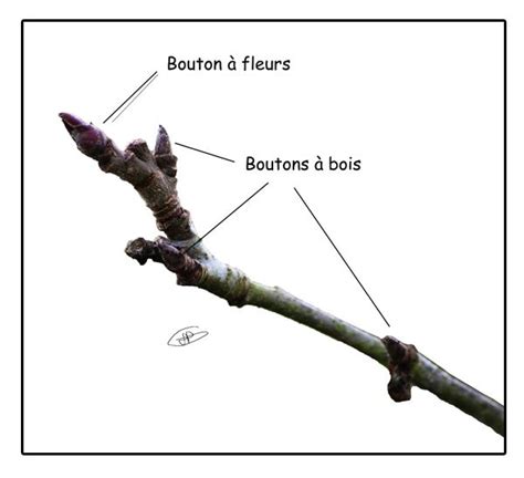 Infographie montrant la différence entre bourgeon à bois (pointu) et bourgeon à fleur (renflé)