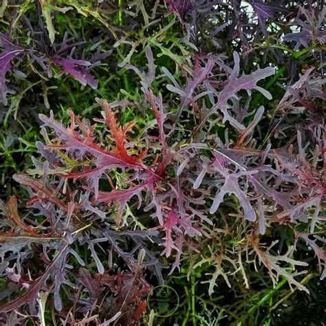 Champ de Mizuna vert et pourpre dans un jardin potager